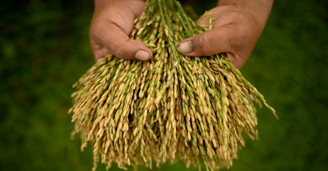 Scientific findings: Crop yields depend on ... leaves