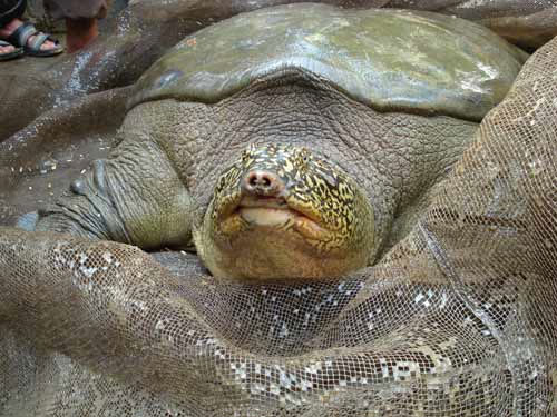 Scientific identifier for Tortoise tool: Le Loi or Vietnam?