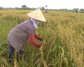 Scientific innovations that improve agricultural production efficiency