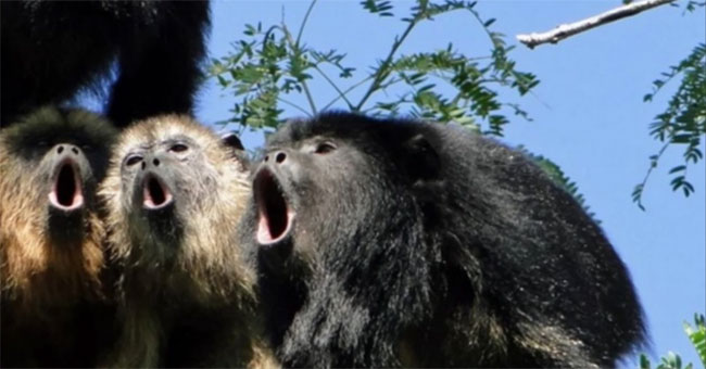 Scientific proof: The louder the monkey's howl, the smaller its testicles