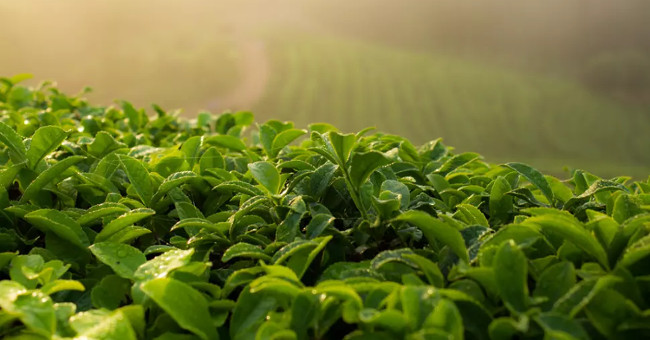Scientifically proven: Green tea reduces the risk of cardiovascular disease