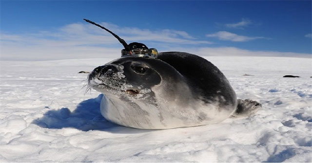 Scientist decodes Antarctic ice holes
