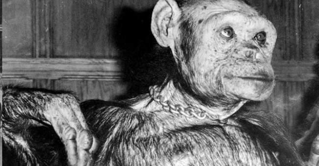 Scientist tells about the experiment of hybridization of chimpanzees