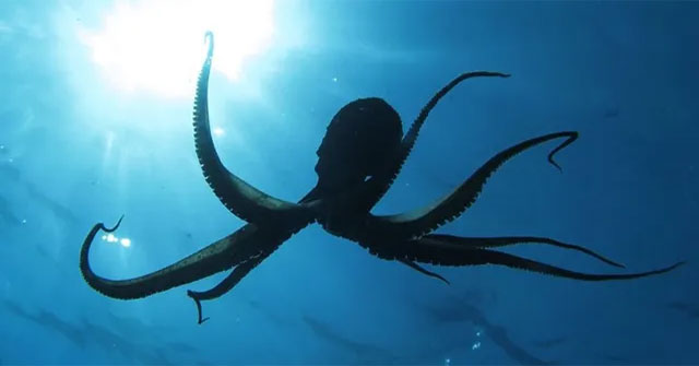 Scientists absolutely warn against raising octopus