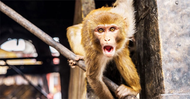 Scientists are creating hybrid animals between humans and monkeys in China
