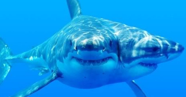 Scientists are feeding, studying two-headed sharks