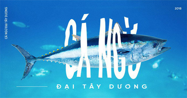 Scientists are tame bluefin tuna to get enough sushi ingredients
