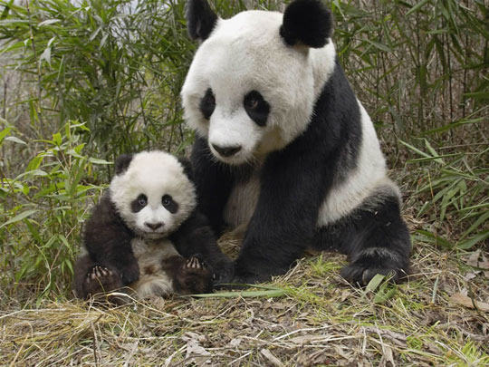 Scientists catch baby pandas watching movies