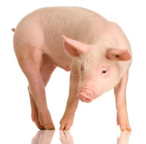 Scientists create almighty stem cells from pigs