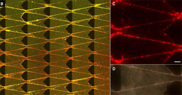 Scientists create living machines: Eat, know big and know how to evolve