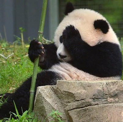 Scientists decipher the language secret of pandas