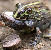Scientists discovered frogs that eat all the same meat