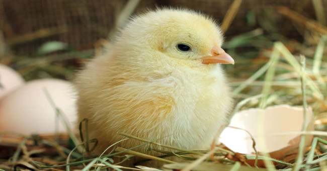Scientists discovered how the chicken came out of the eggshell