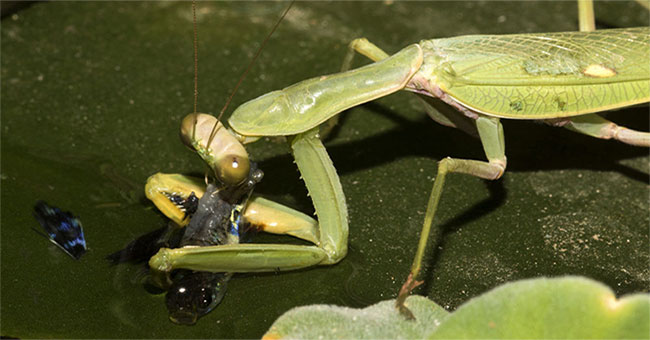 Scientists discovered mantis hunting fish