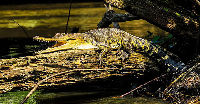 Scientists discovered new crocodiles in Central Africa