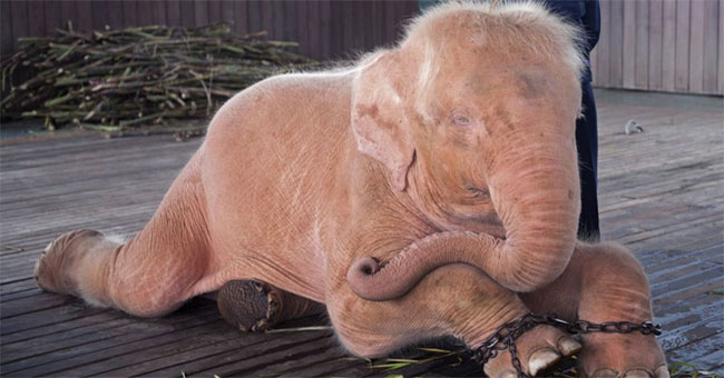 Scientists discovered the least sleeping animal