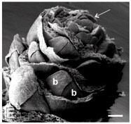 Scientists do research with cone gene sequences