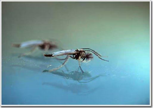Scientists explain the mysterious behavior of midges