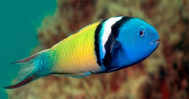 Scientists explain the phenomenon of sex change in fish