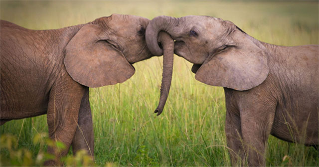 Scientists figured out how to calculate the lifespan of animals