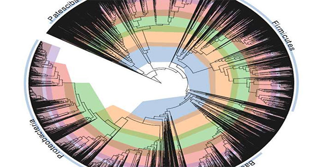 Scientists 'fix' bacterial life trees
