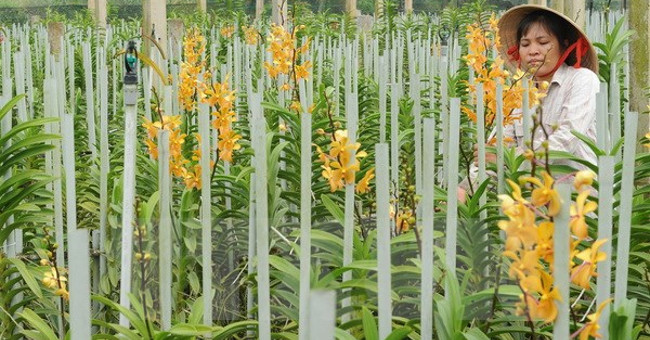 Scientists found 8 new orchids in the Central Highlands