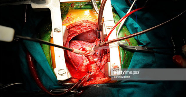 Scientists found a completely new type of cell, helping to heal damage in the heart
