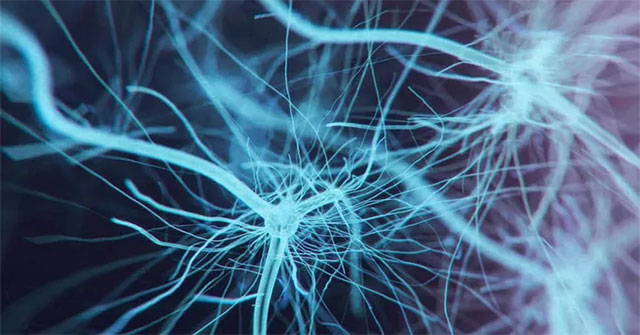 Scientists found a new organ in the human body