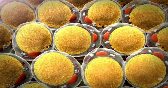 Scientists found cancer cells like fat