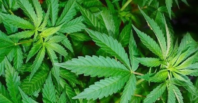 Scientists found the mechanism of the excitement of marijuana