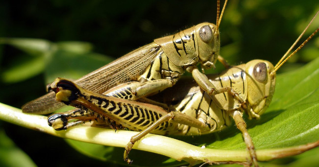 Scientists freeze two grasshoppers that are 'forming' to study