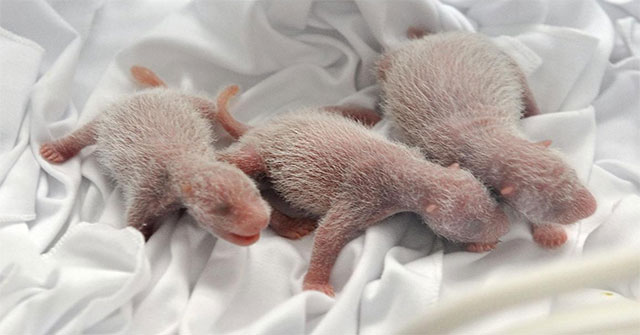 Scientists have a headache, 'Why are newborn giant pandas weighing only 100 grams'?