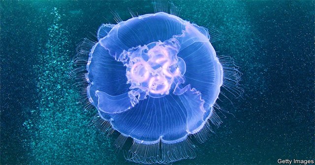 Scientists have created a half-robotic jellyfish
