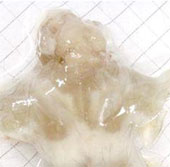 Scientists have created transparent mice