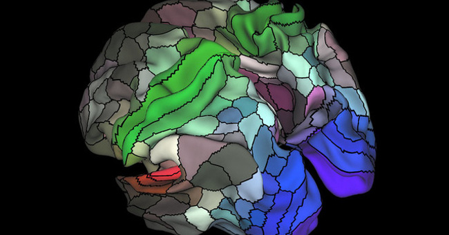 Scientists have discovered 97 regions in the brain that have never been known before