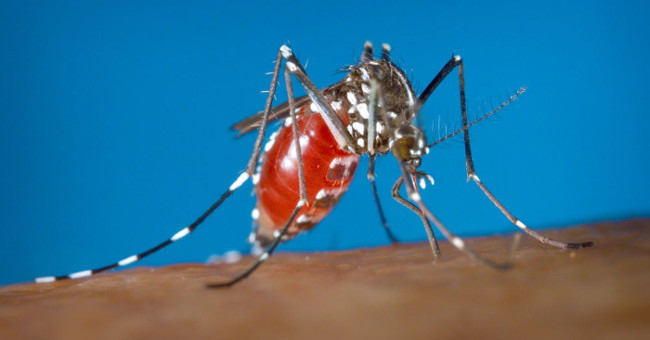 Scientists have discovered the secret of mosquito life