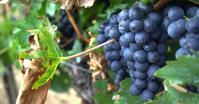 Scientists have discovered the unexpected benefits of grapes