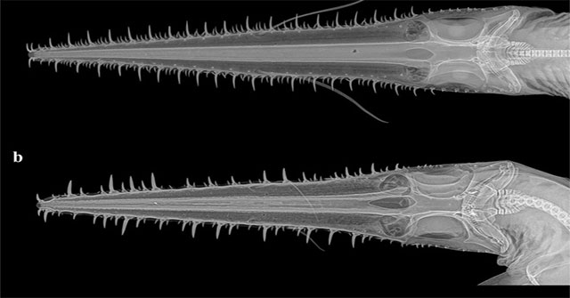 Scientists have discovered two new species of saw-sharks