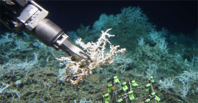 Scientists have found a giant coral reef hidden in the ocean floor