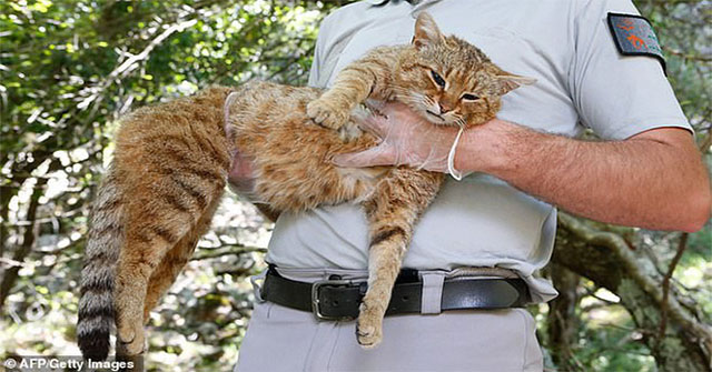 Scientists have found a new cat in the Mediterranean with a strange name