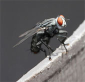 Scientists have found a way to control flies that mate with lasers