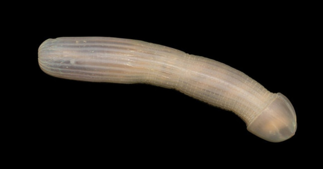 Scientists have found these bizarre animals on the sea floor of Australia