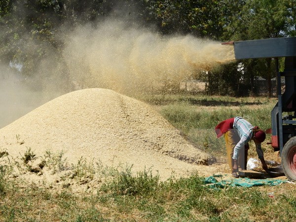 Scientists have successfully studied rice varieties with low methane emissions