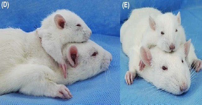 Scientists have successfully transplanted a double-headed mouse