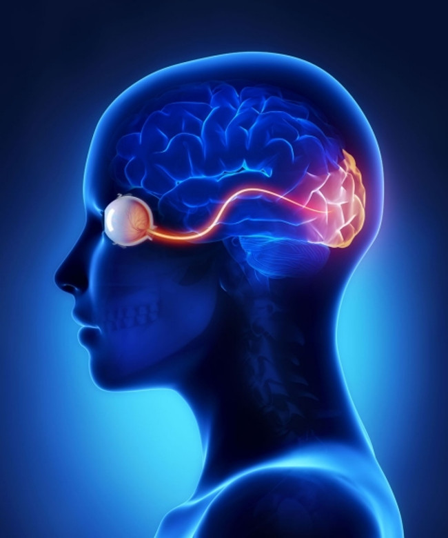 Scientists initially recovered vision for blinded mice