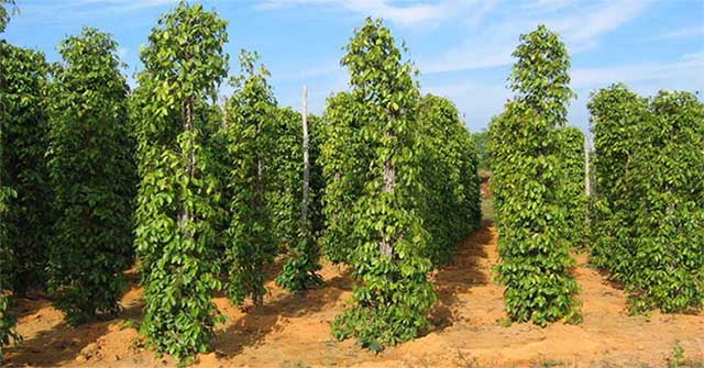 Scientists put nano copper into plant fertilizer