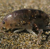 Scientists raise parasites in the body