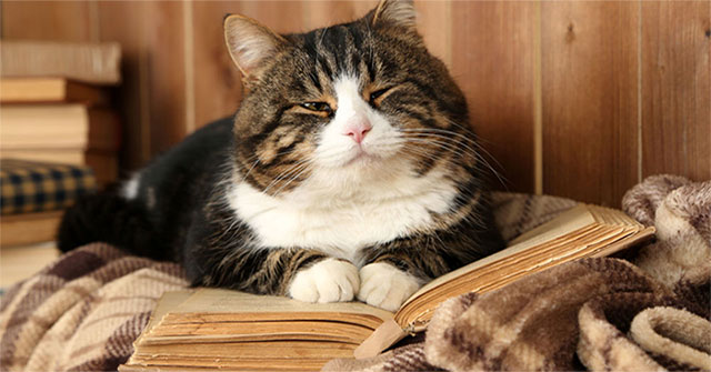Scientists show how we can predict a cat's mood