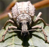 Scientists 'struggle' because ... 101 species have just been discovered