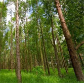 Scientists successfully decipher the secret of eucalyptus trees
